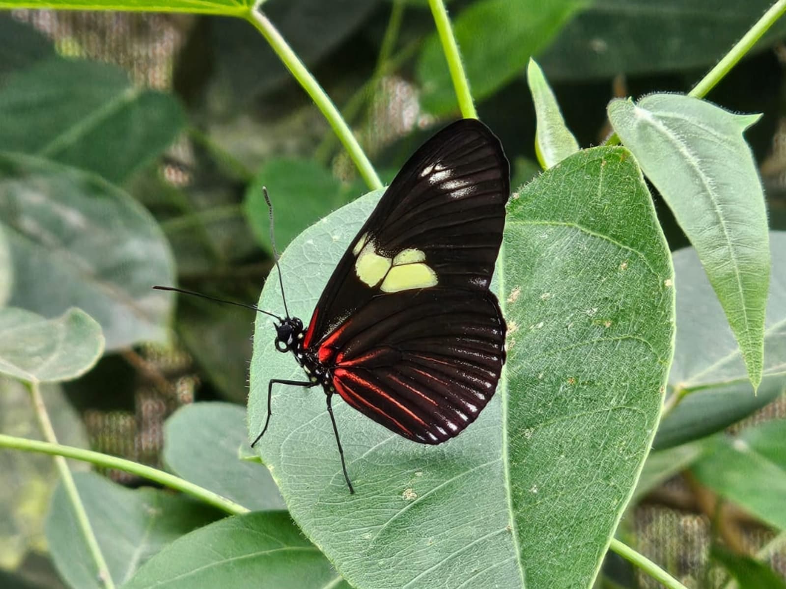 Butterfly photo