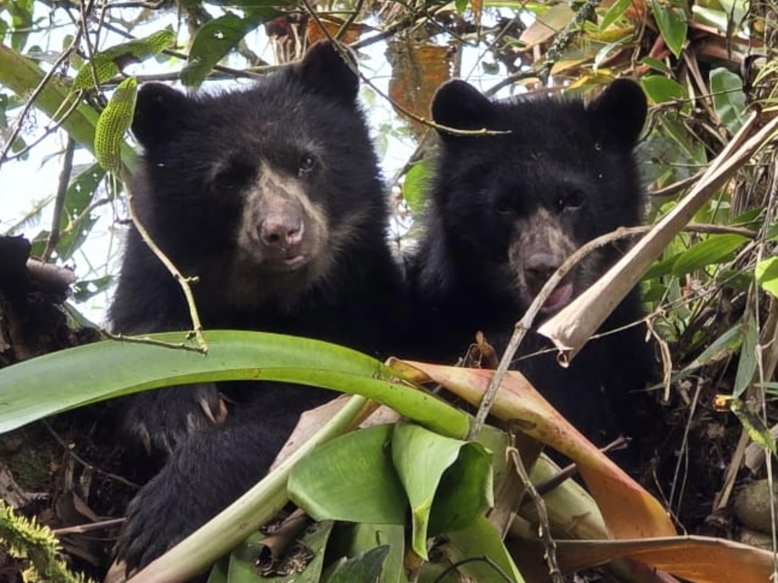 Spectacled bear photo
