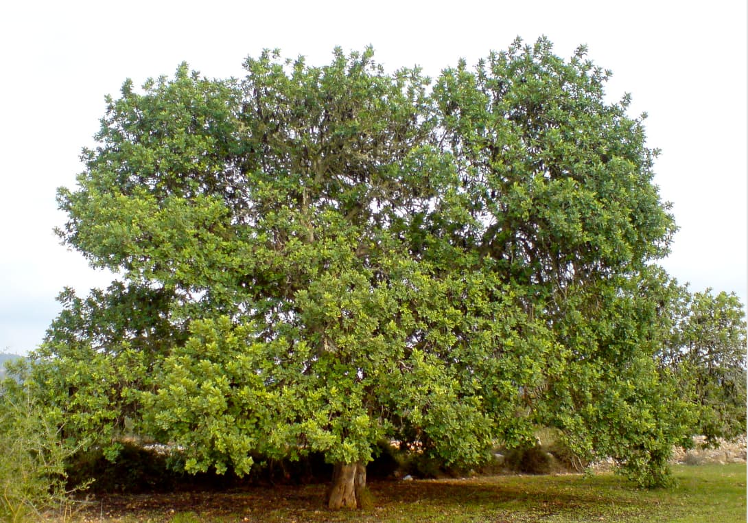 Algarrobo tree