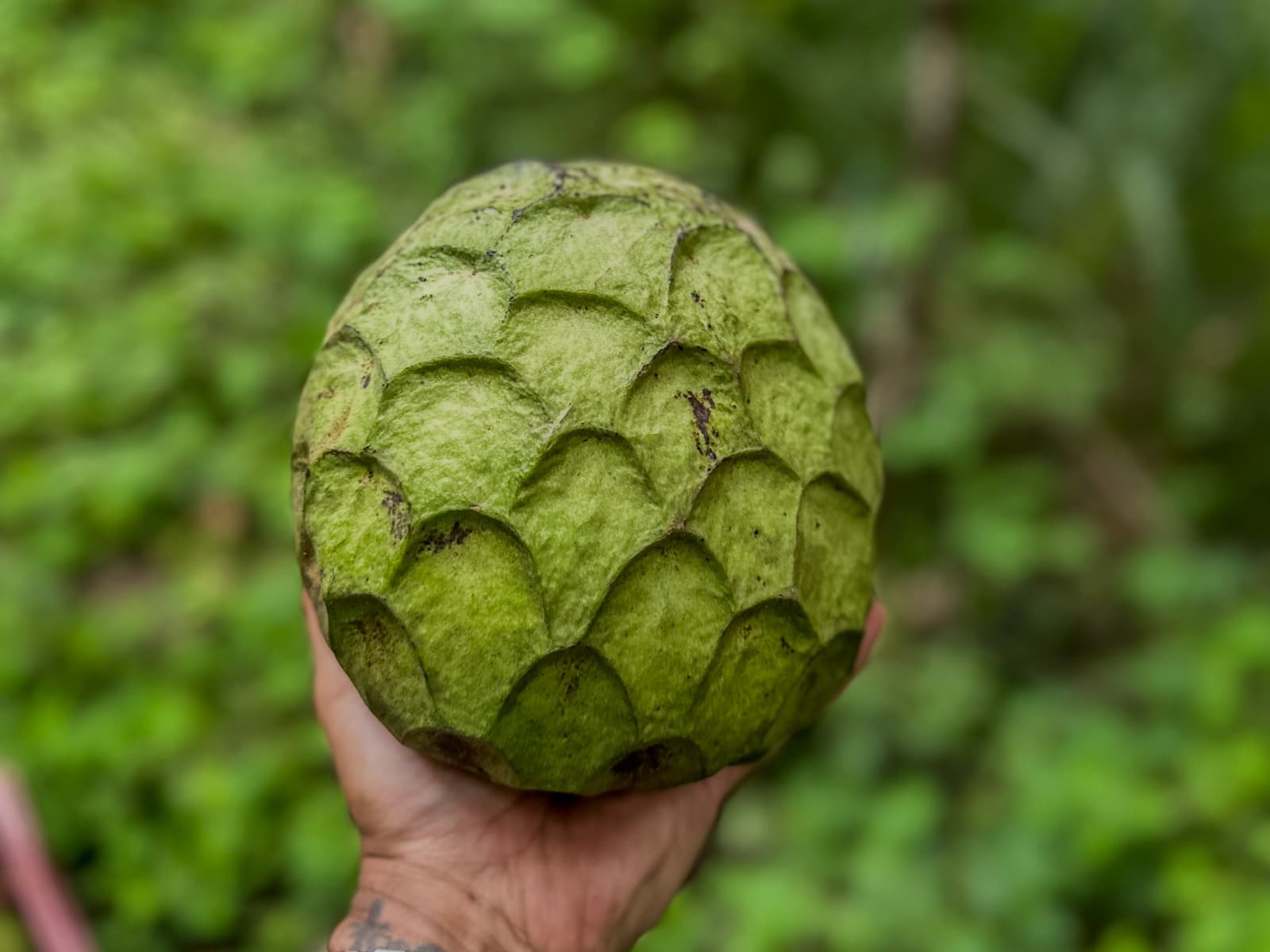 Farm produce and local ingredients