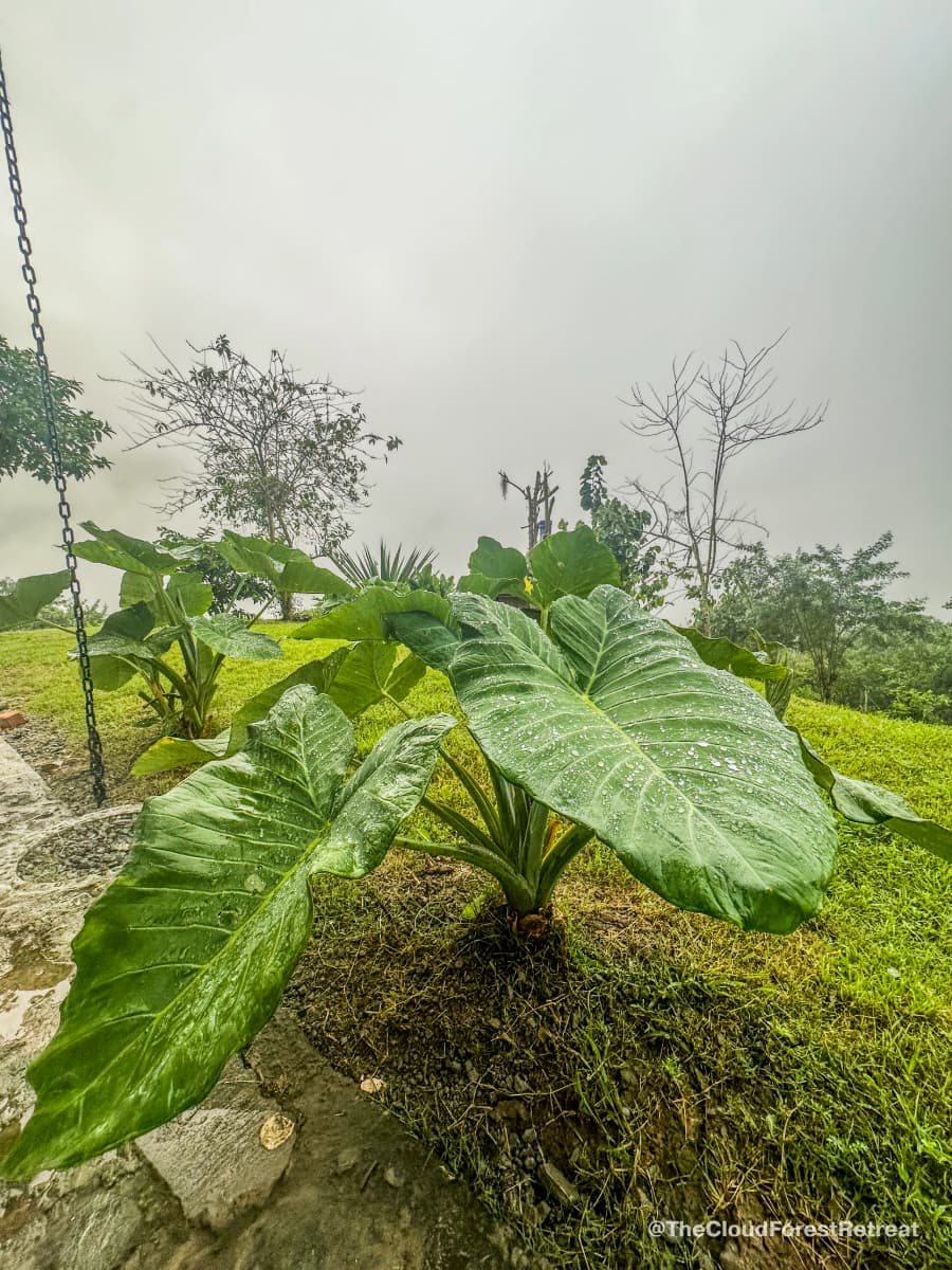 Nature and retreat details