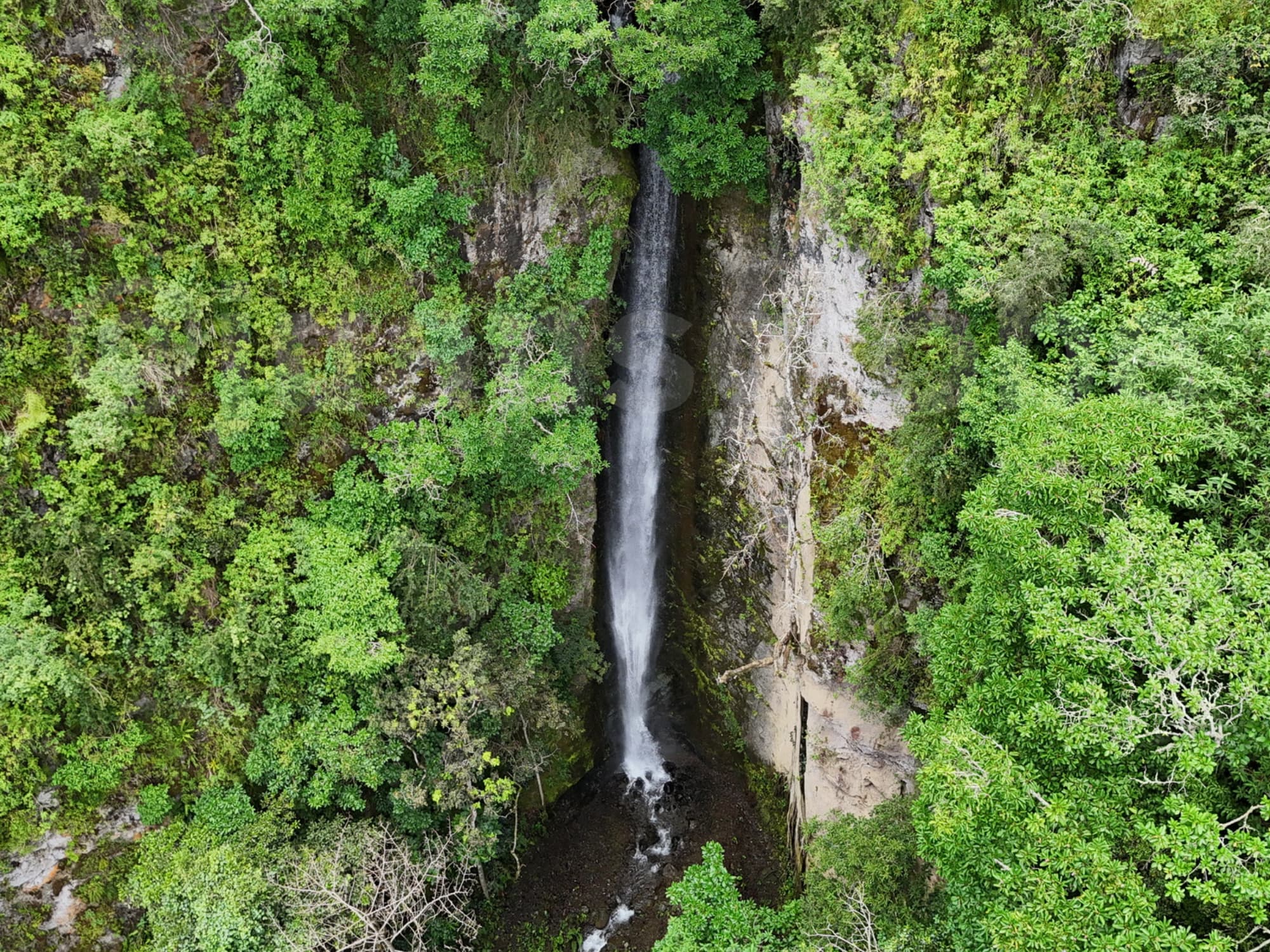 Cloud forest hiking atmosphere in Ecuador