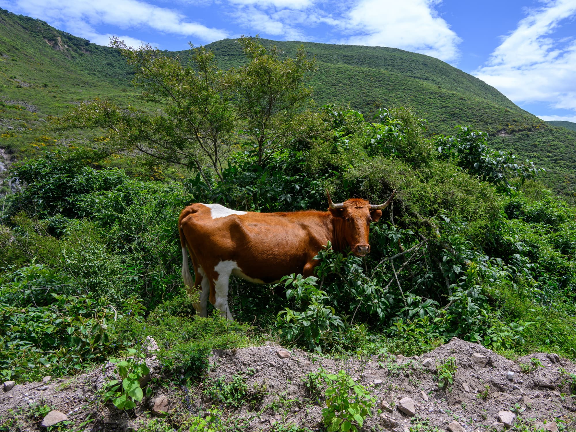 Travel planning for Cloud Forest Retreat from Quito