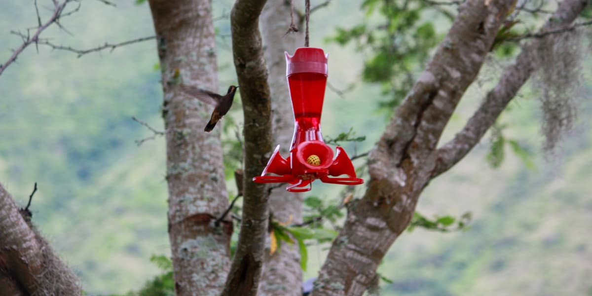 Cloud forest at The Cloud Forest Retreat